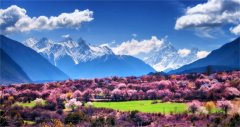 科音達與您相約林芝桃花節(jié)